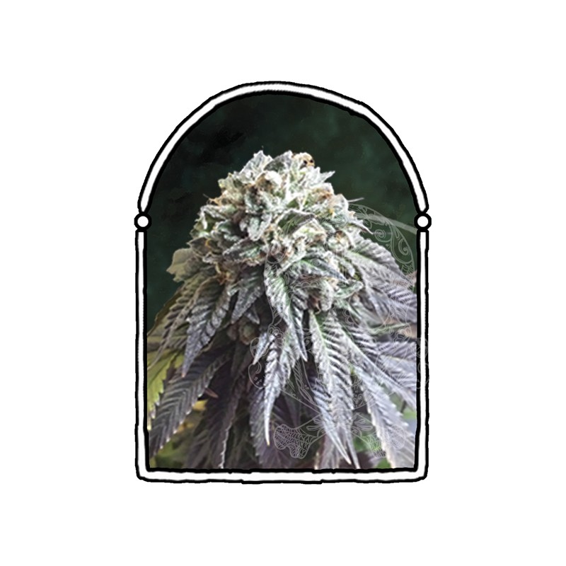 The Kush Brothers - The Dark Side (5f)