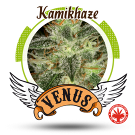 Venus Genetics - Kamikhaze (3f)