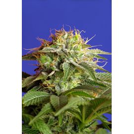 *Sweet Seeds - Green Poison (100)