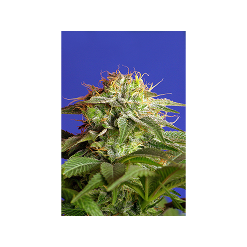 *Sweet Seeds - Green Poison (100)