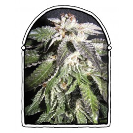 The Kush Brothers - Confidencial OG (1f)