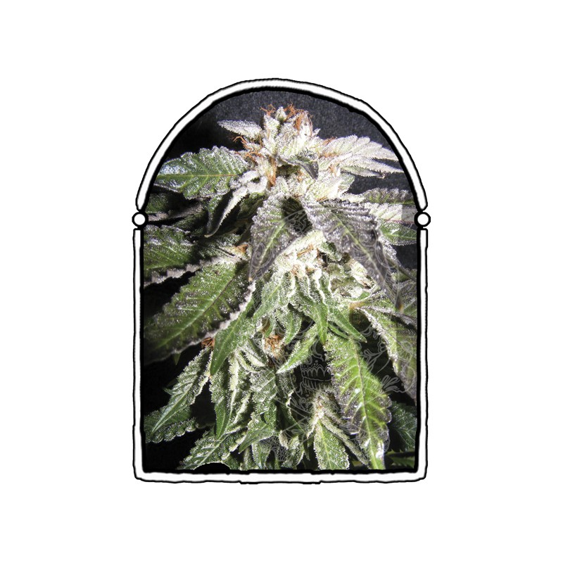 The Kush Brothers - Confidencial OG (1f)