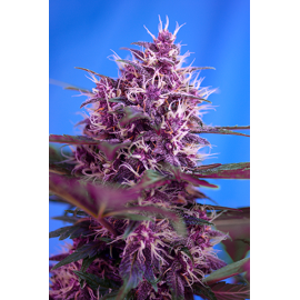 Sweet Seeds - Red Poison Auto (3+1 promo)