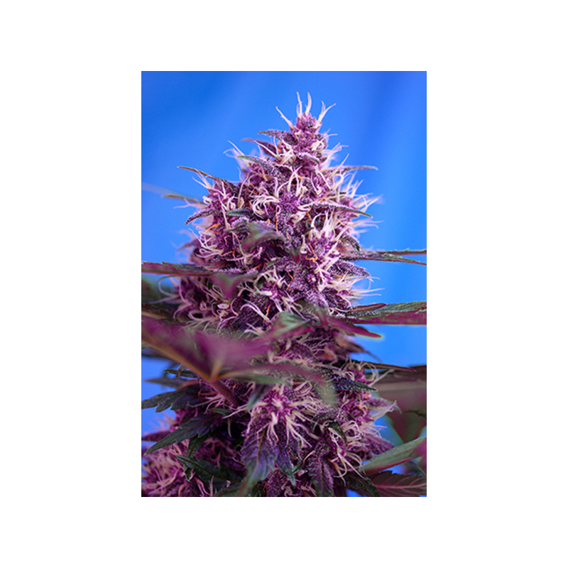 Sweet Seeds - Red Poison Auto (3+1 promo)