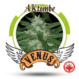 Venus Genetics - Aktombe (3f)