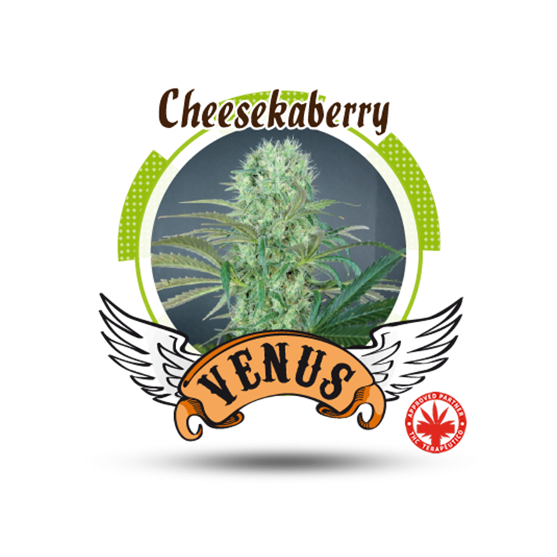 Venus Genetics - Cheese Kaberry (3f)